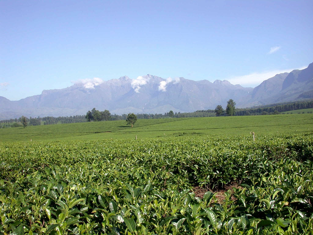 Bespoke Tea Company 